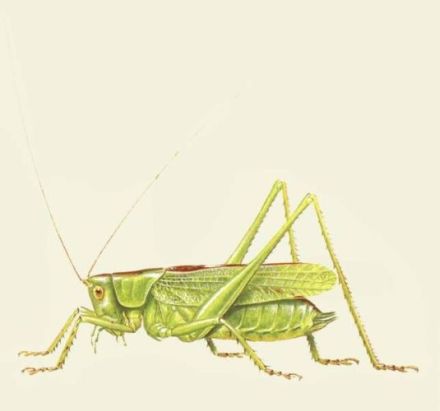 Tettigonia cantans - кузнечик певчий
